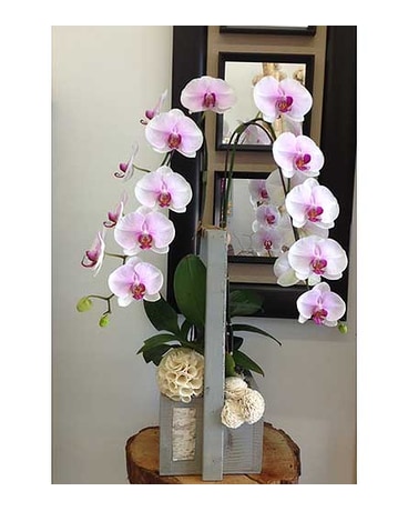 Pink White Orchid 1